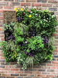 16 Cells G-WALL Living Wall System hanging on a wall